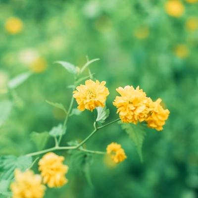 魔域传说果盘版下载